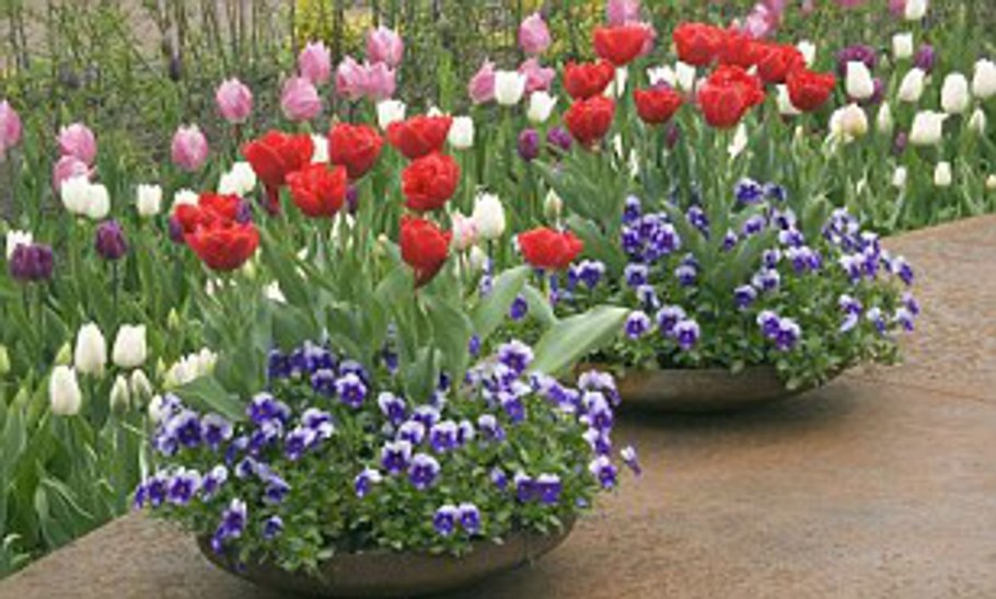 Клумба с тюльпанами