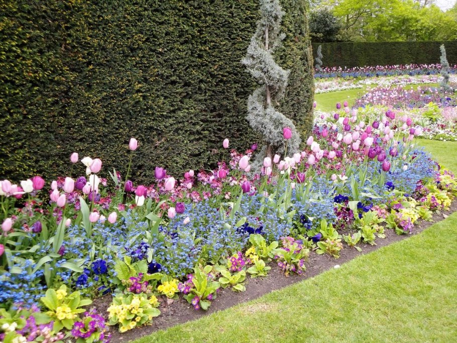 Клумба рабатка тюльпан Лилия