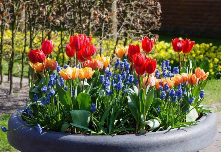 Тюльпаны в цветнике