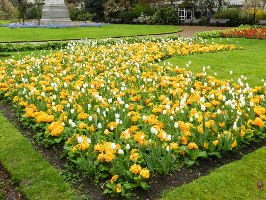 Примула ушковая Ксавьер