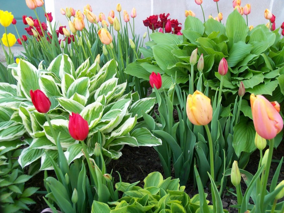 Крокус, тюльпан, гиацинт, Нарцисс, рябчик