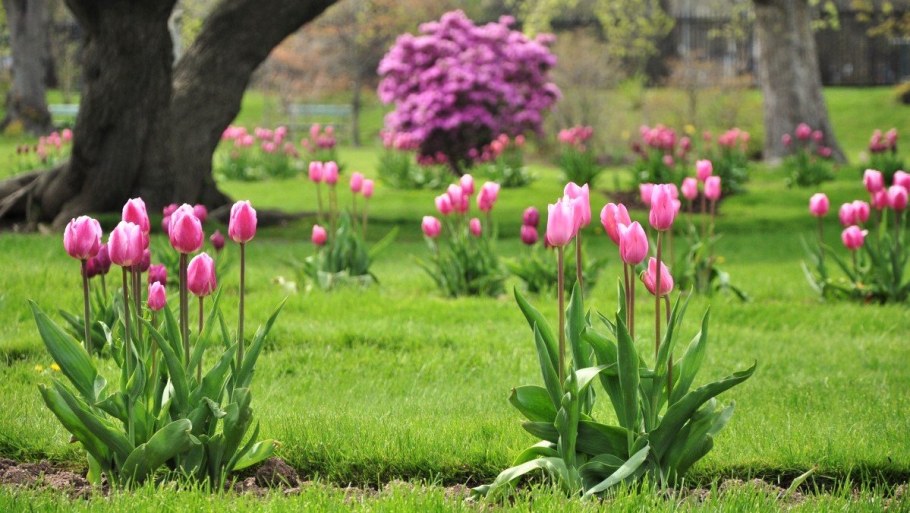 Весенние цветы