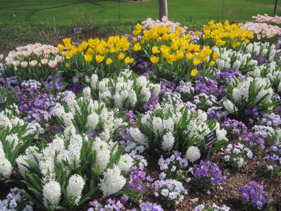 Луковичные многолетники первоцветы