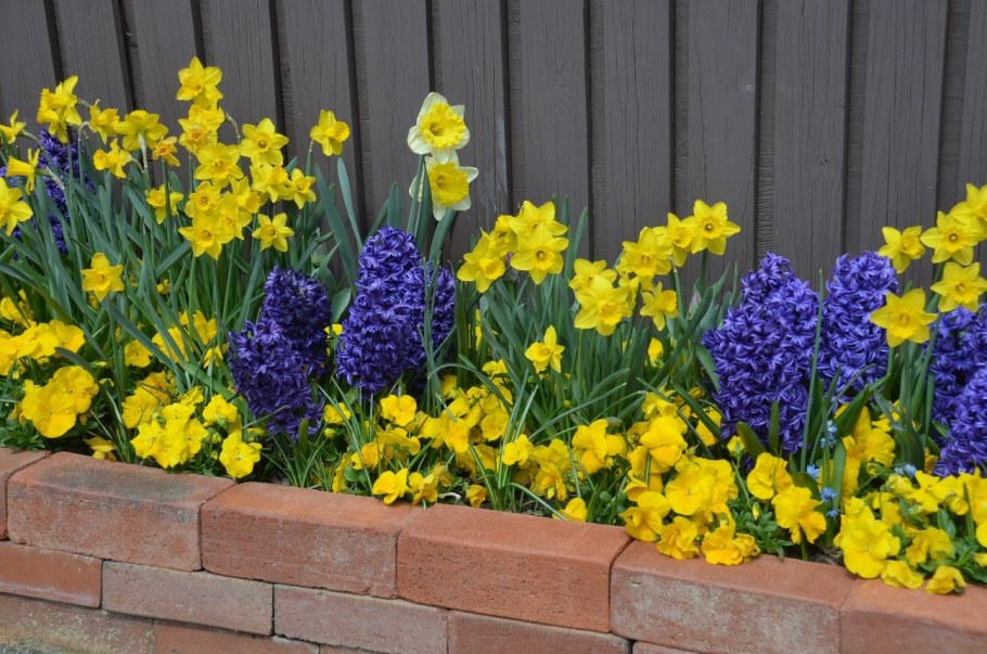 Примулы и гиацинты