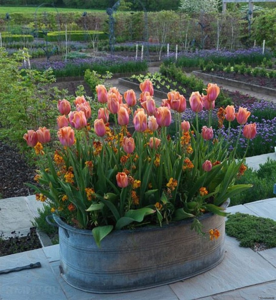 Тюльпан пионовидный Колумбус