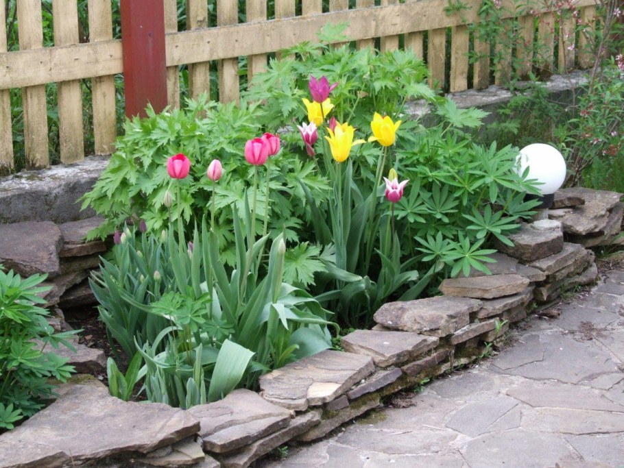 Тюльпаны и Хоста на клумбе