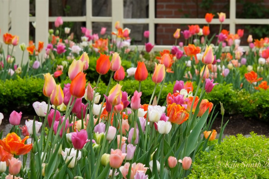 Тюльпановая клумба