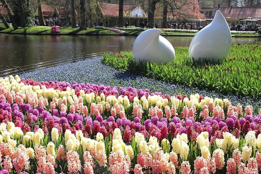 Ханимун тюльпан в ландшафте