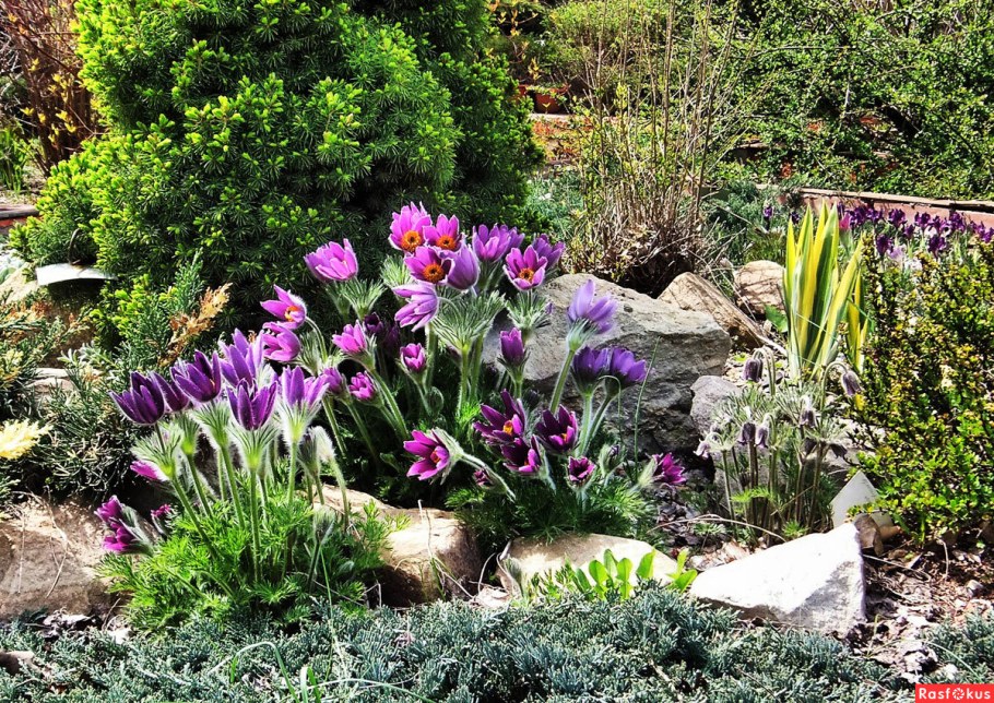 Морозник на альпийской Горке