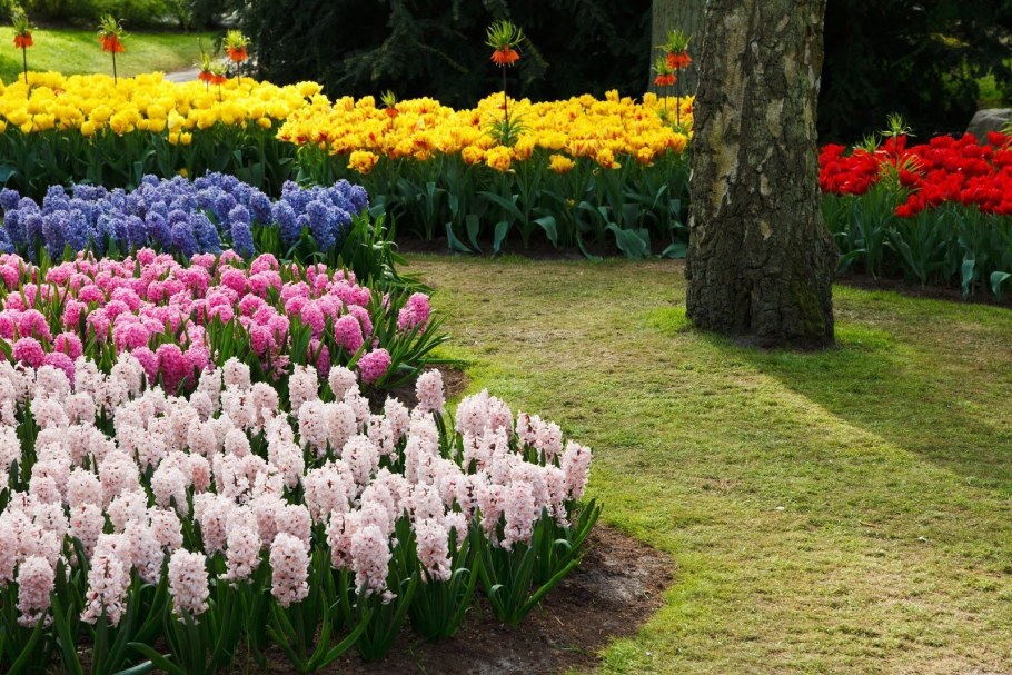 Рабатка Тунберга однолетник