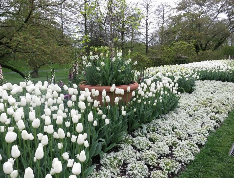 Тюльпаны в саду