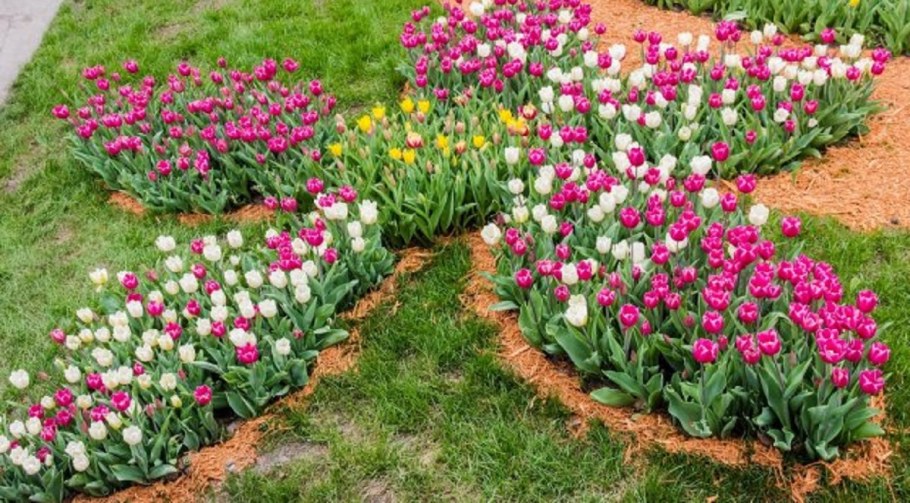 Клумба самшит Нарцисс тюльпан