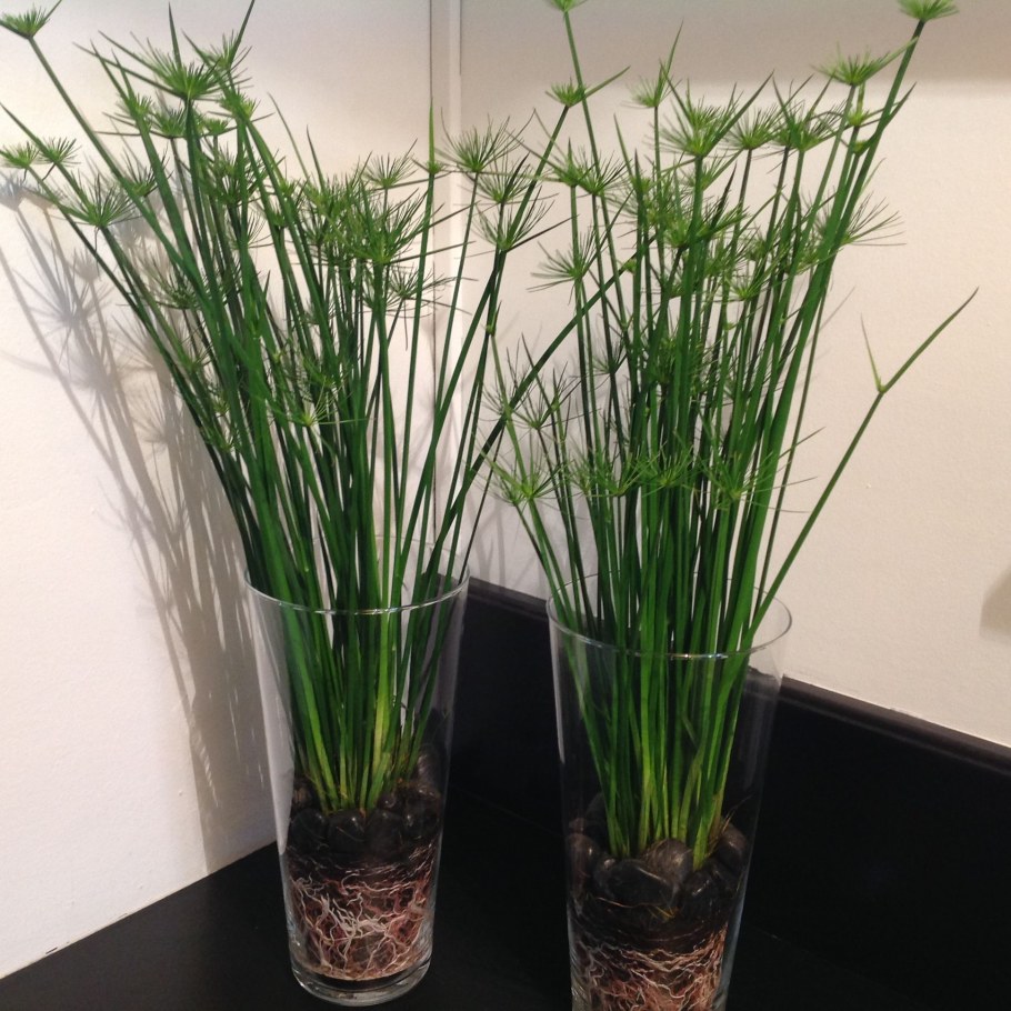 Циперус гаспан