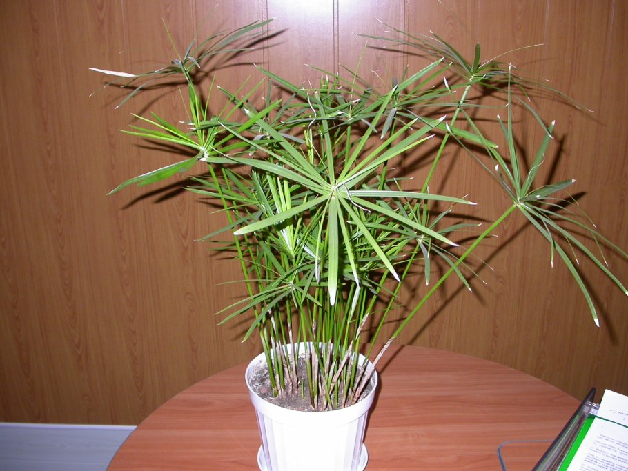 Циперус очереднолистный зонтик