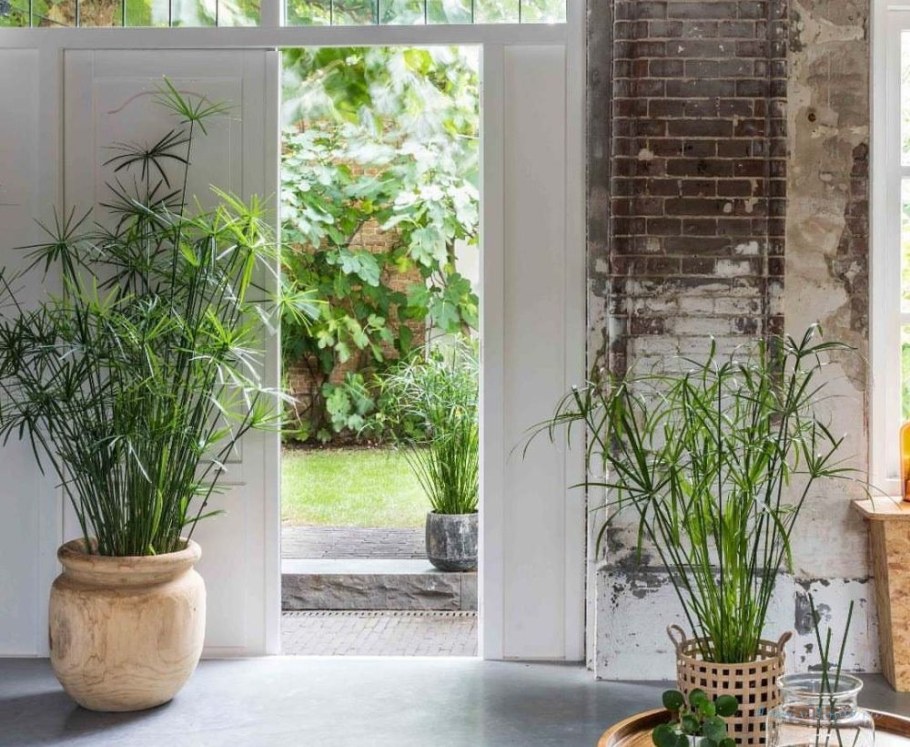 Циперус цветок