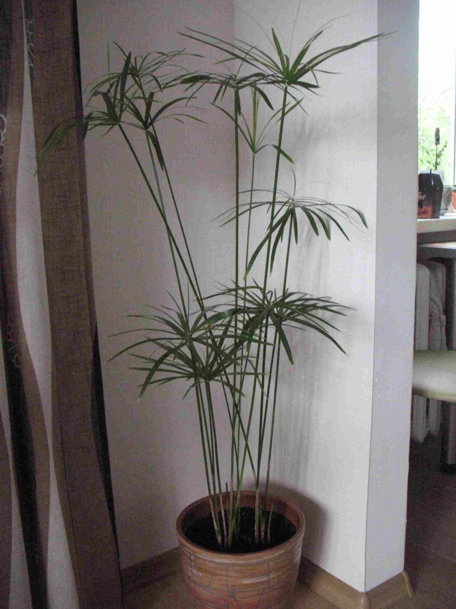 Циперус фараон комнатный