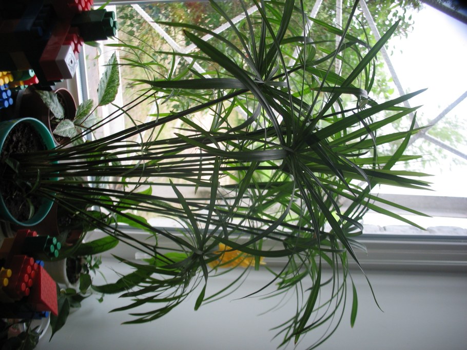 Циперус цветок комнатный