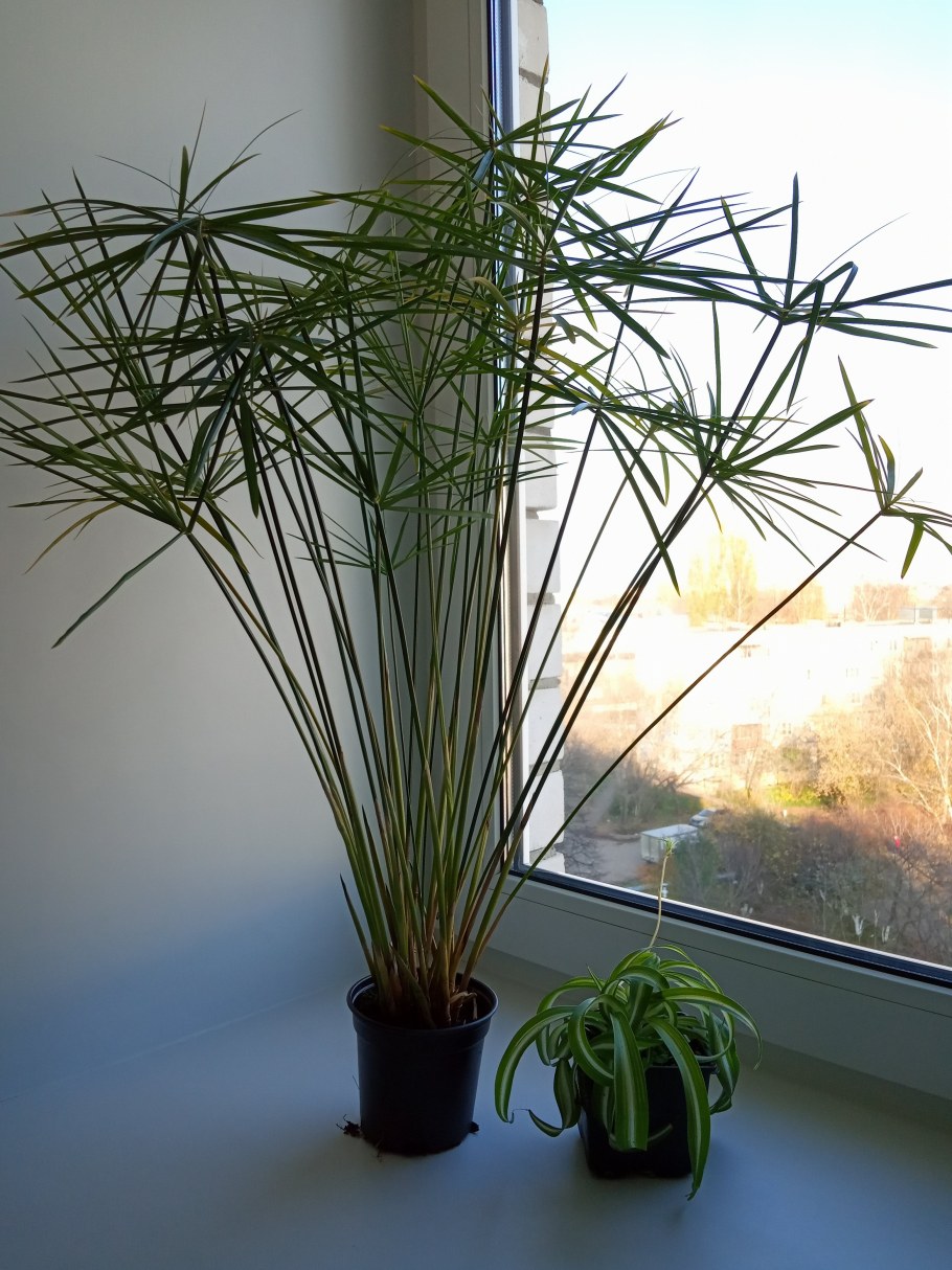 Циперус Папирус