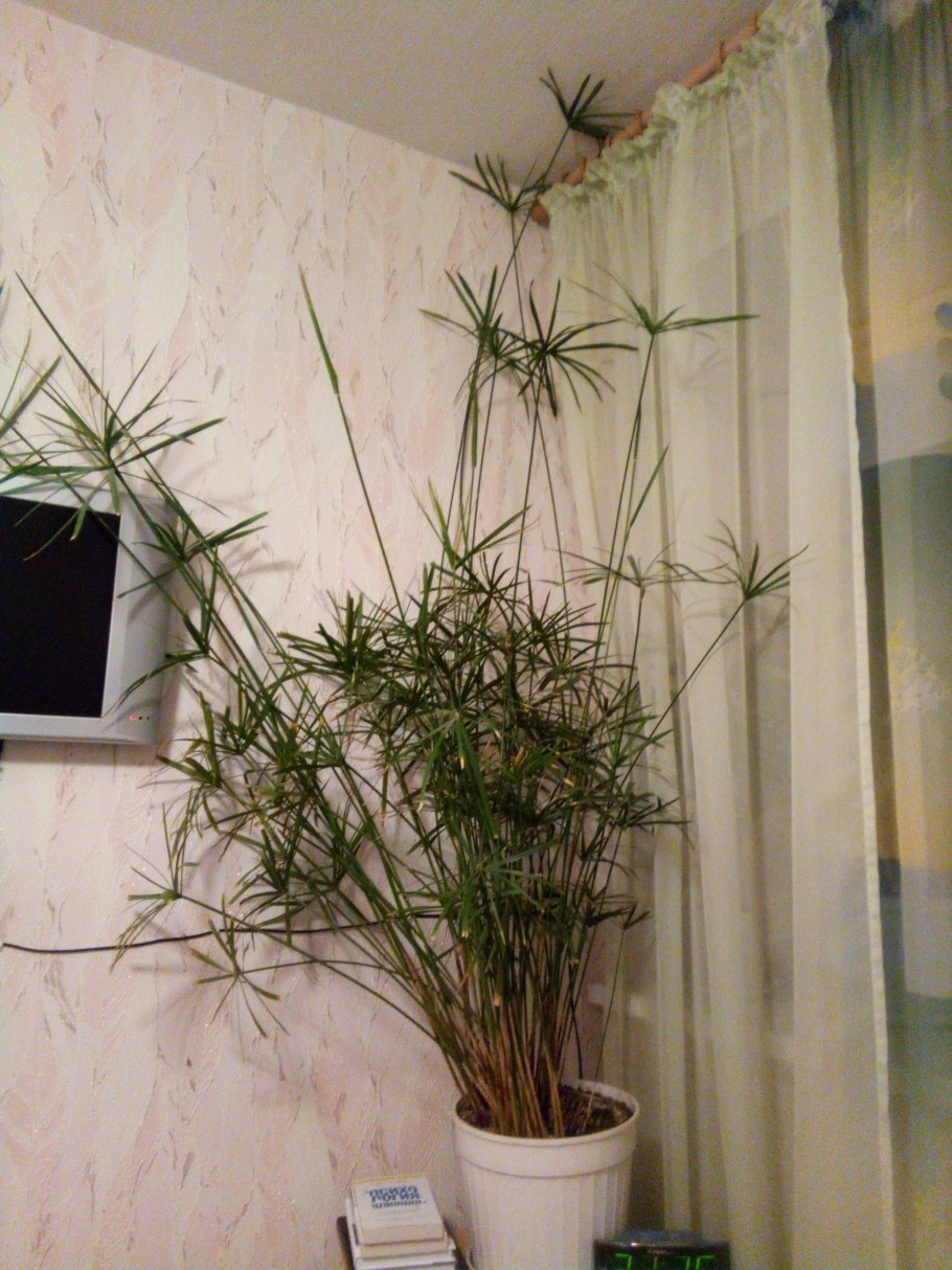 Циперус Папирус в интерьере