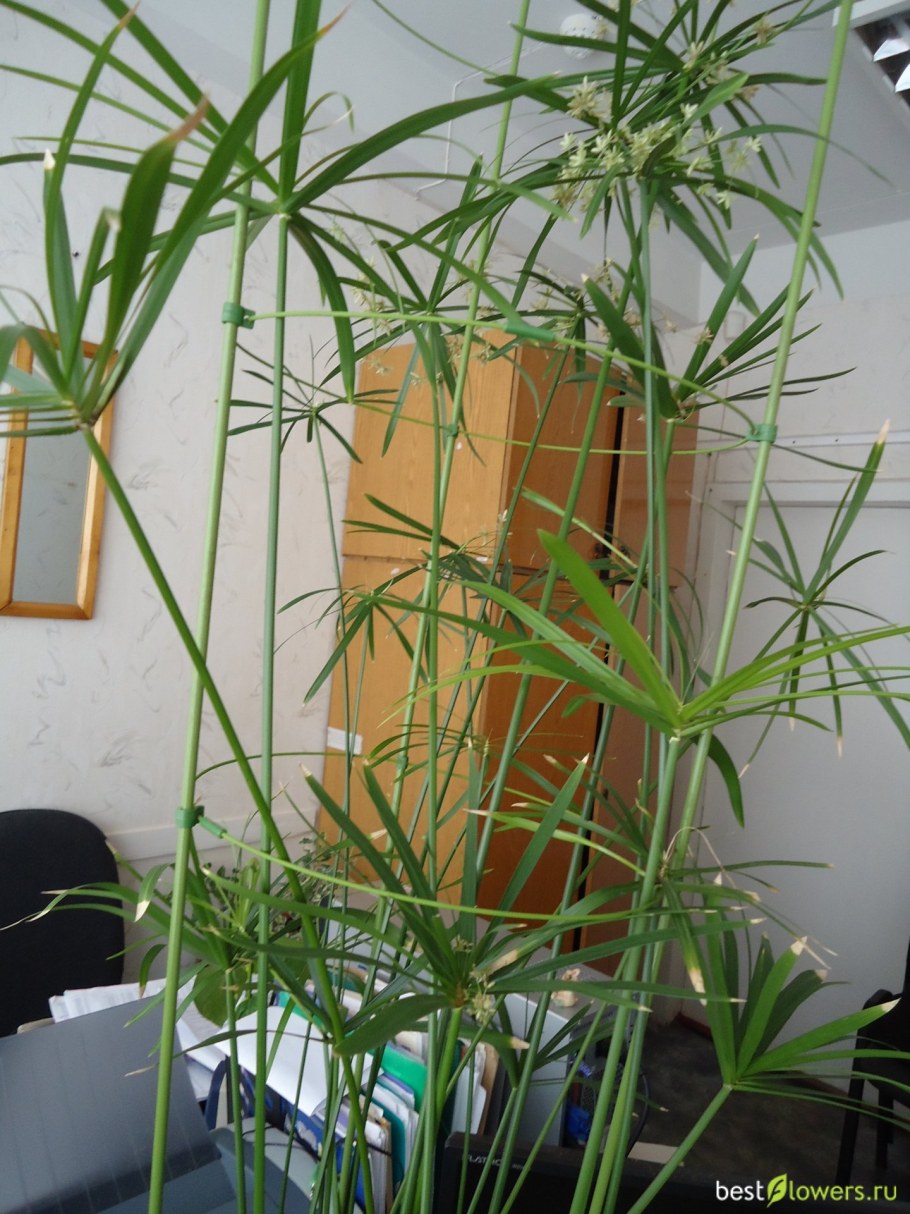 Улитка циперус