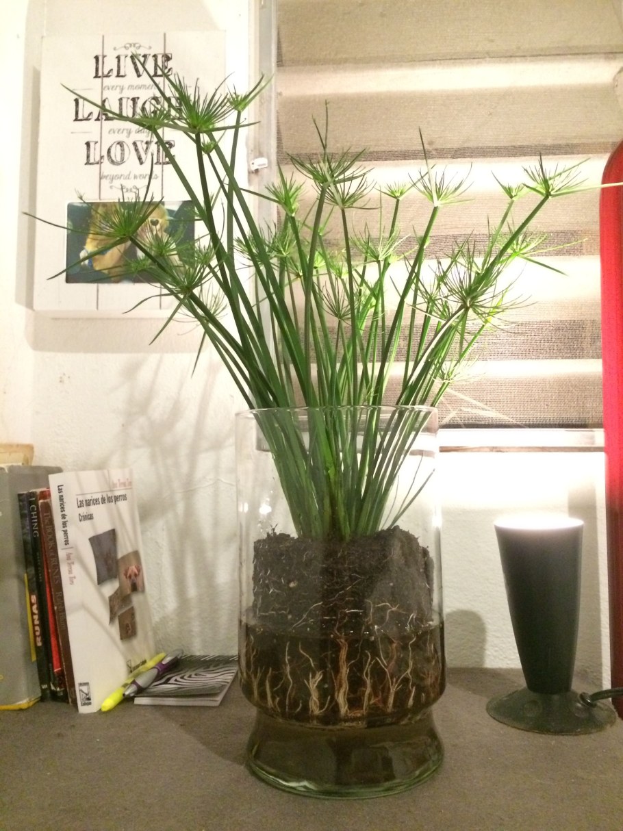 Dwarf Papyrus растение