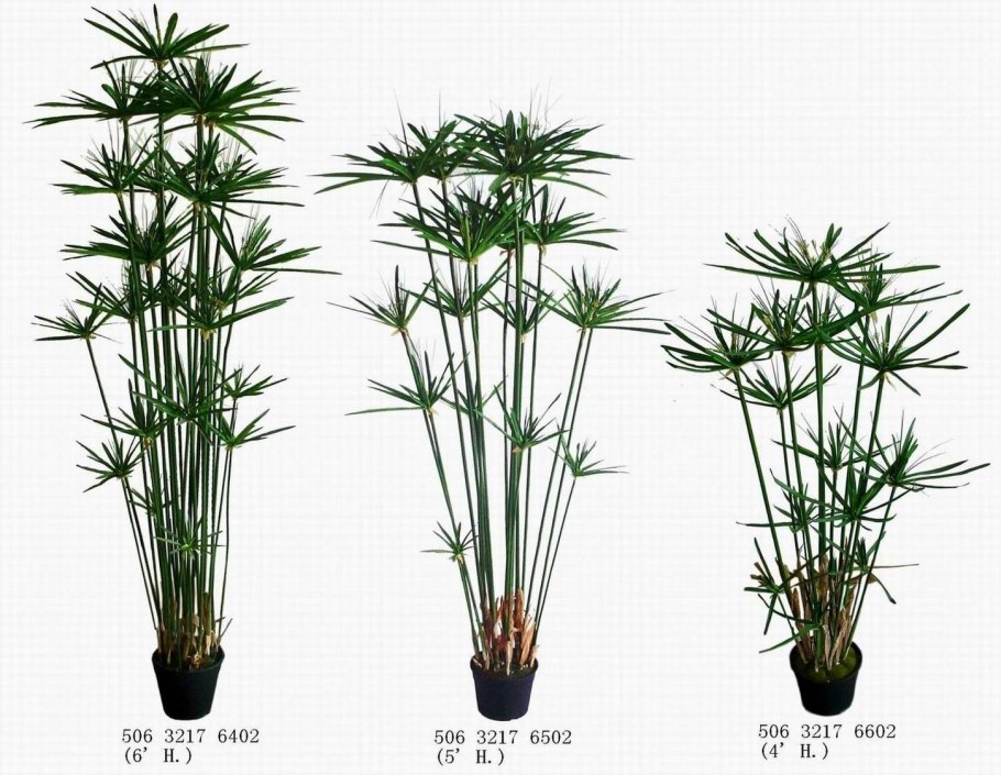 Циперус очереднолистный зонтик