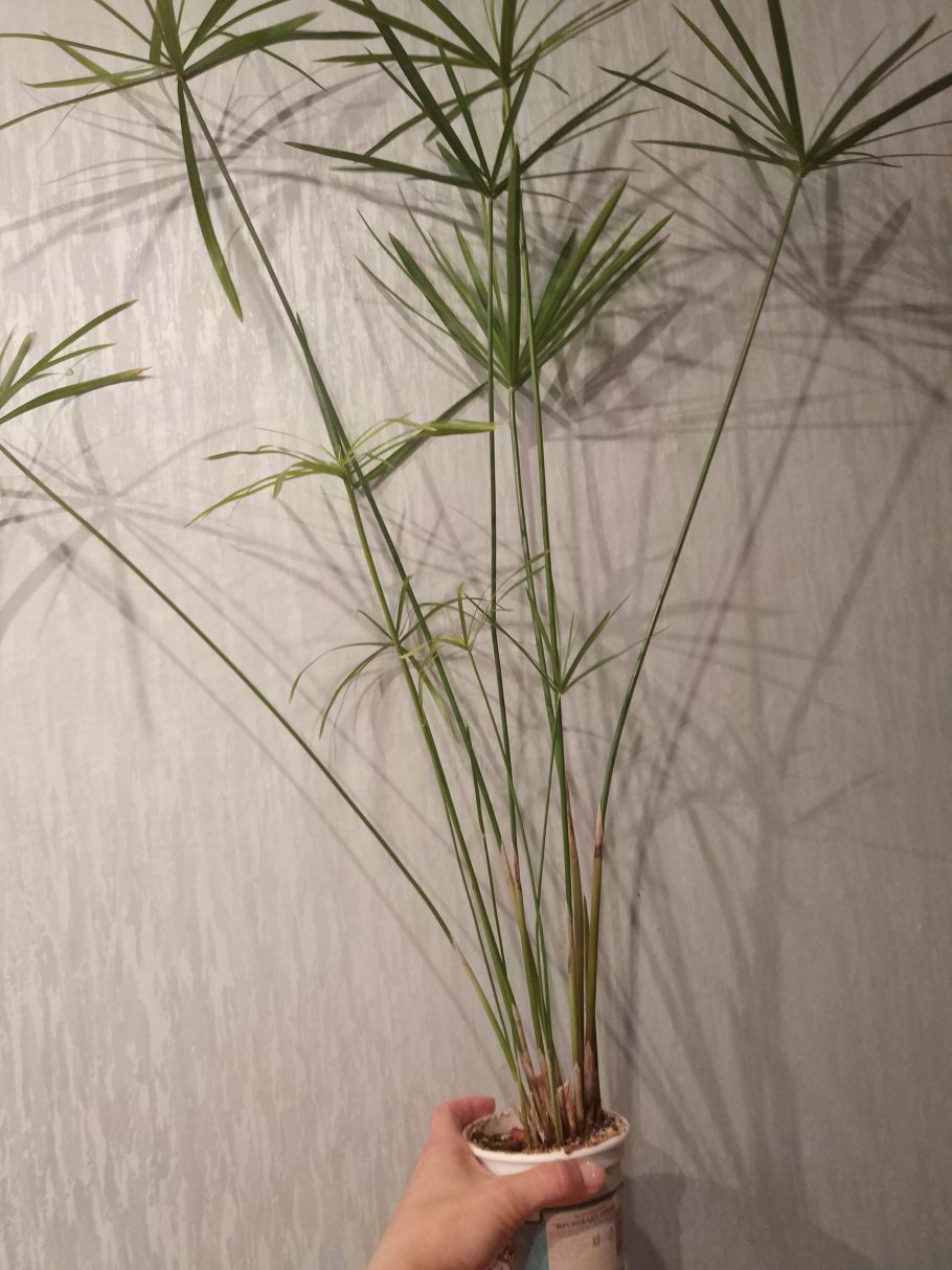 Циперус фараон