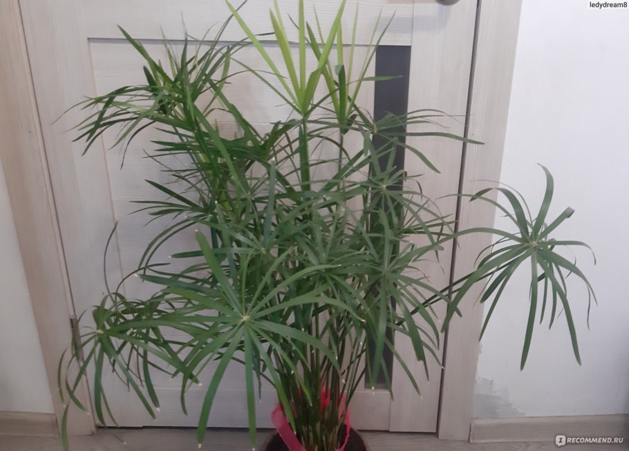 Циперус интерьер дома куда поставить