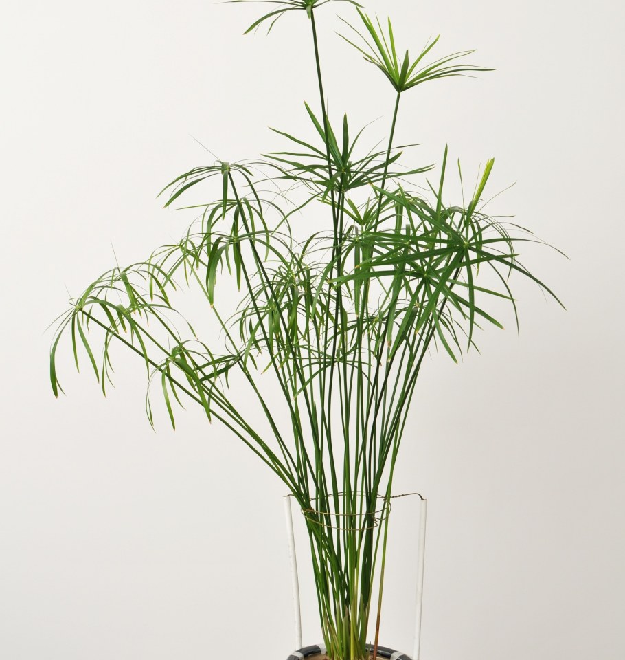 Циперус очереднолистный