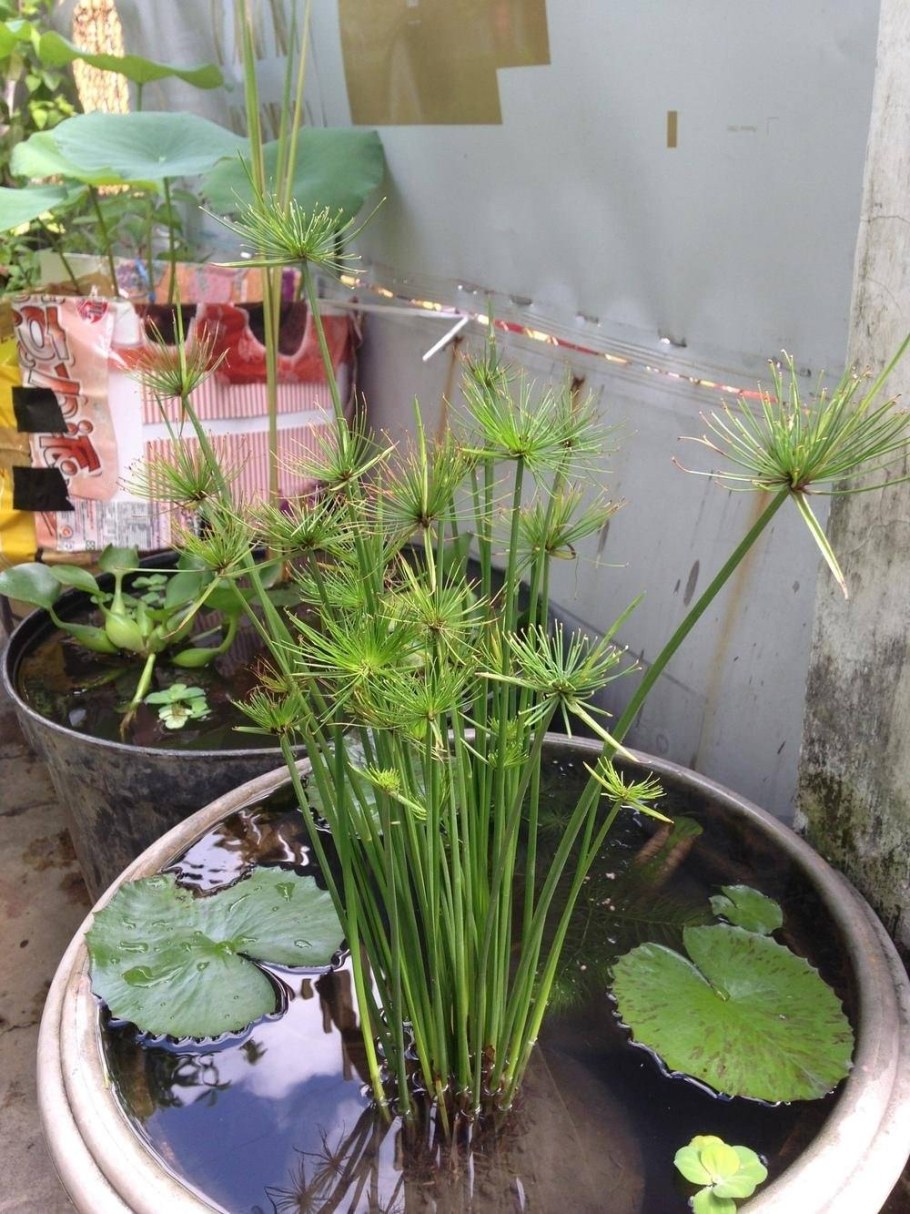 Циперус очереднолистный