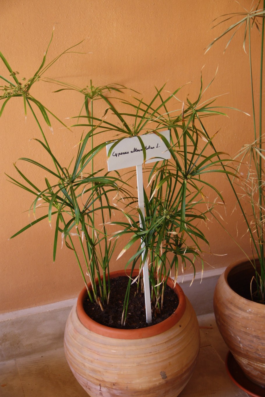 Циперус альтернифолиус