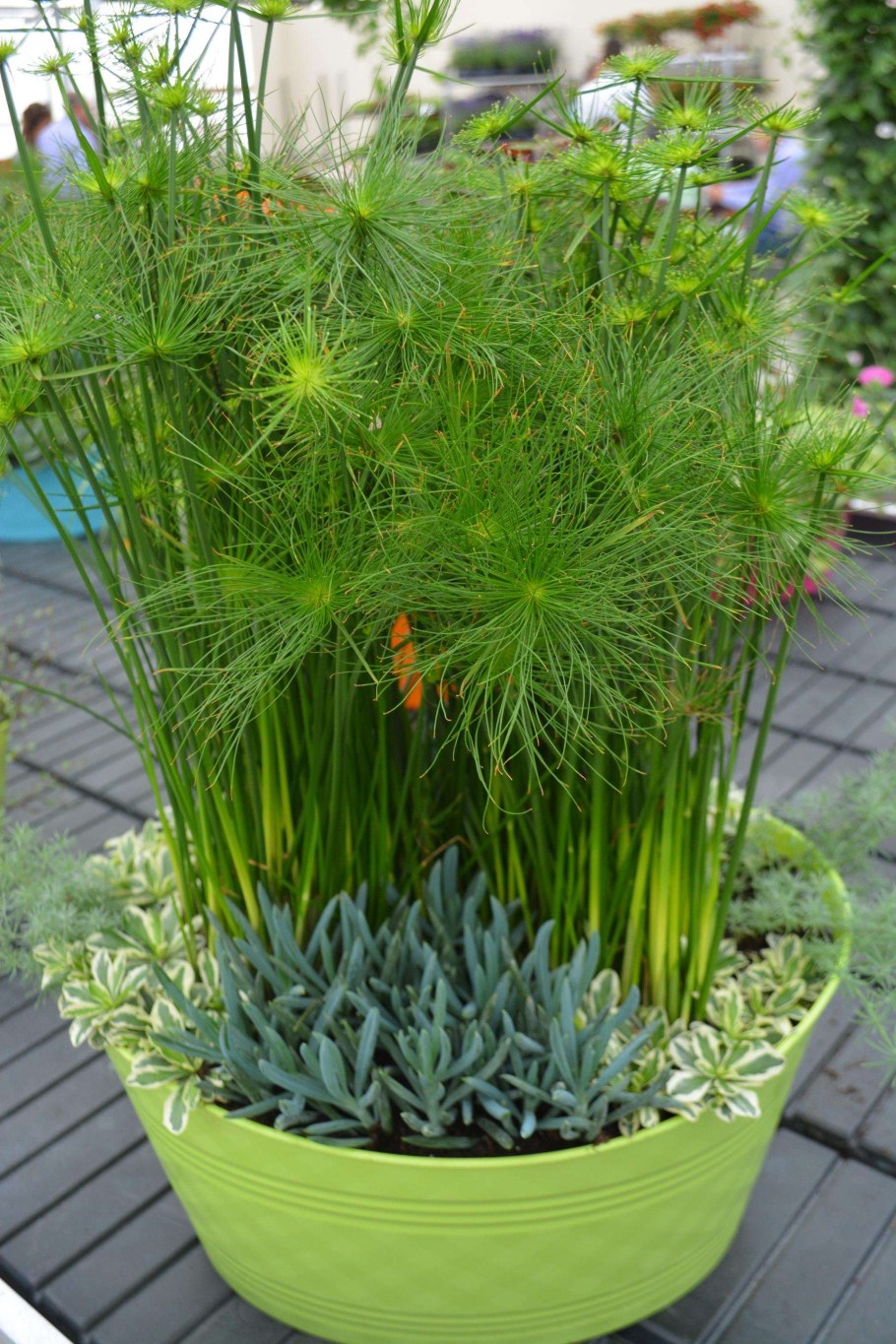 Циперус Папирус