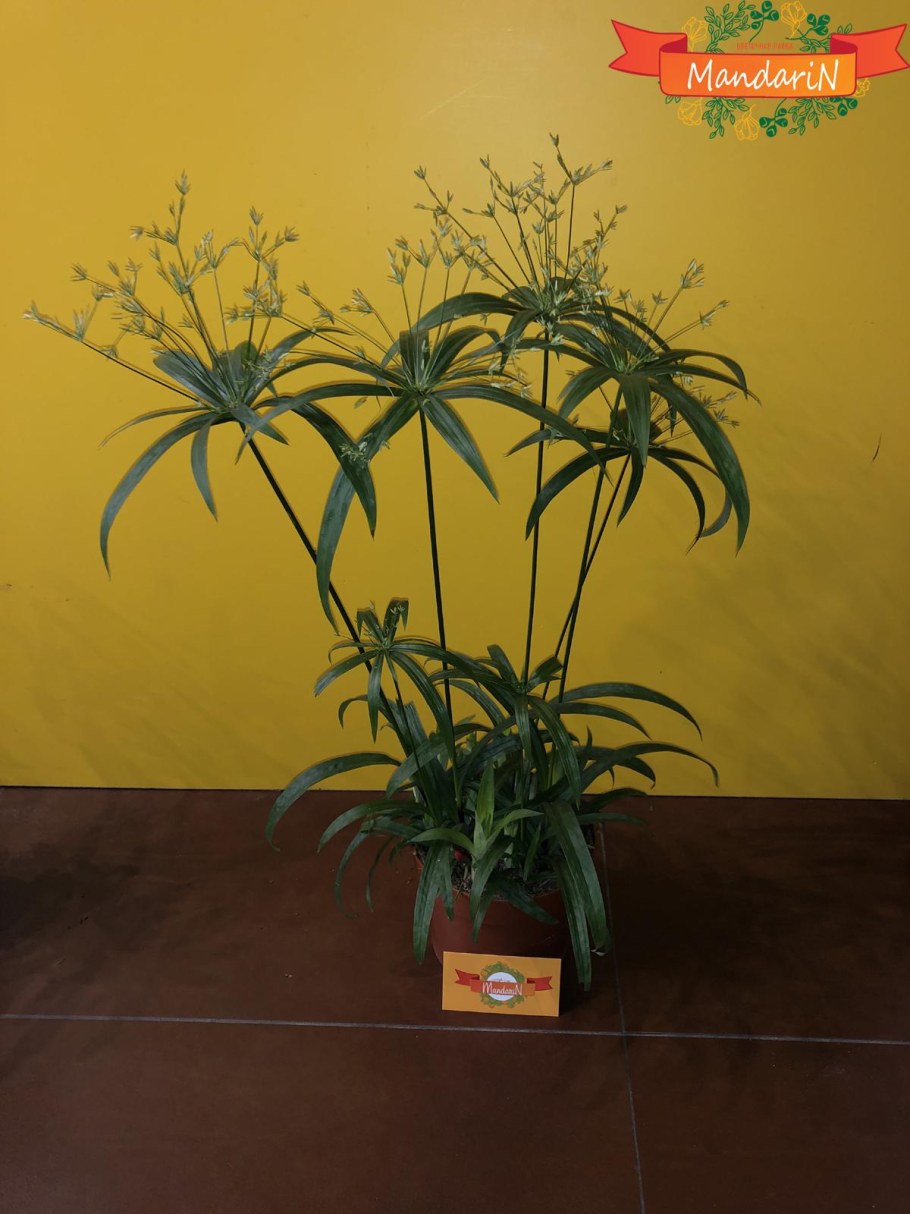 Циперус фото комнатный цветок