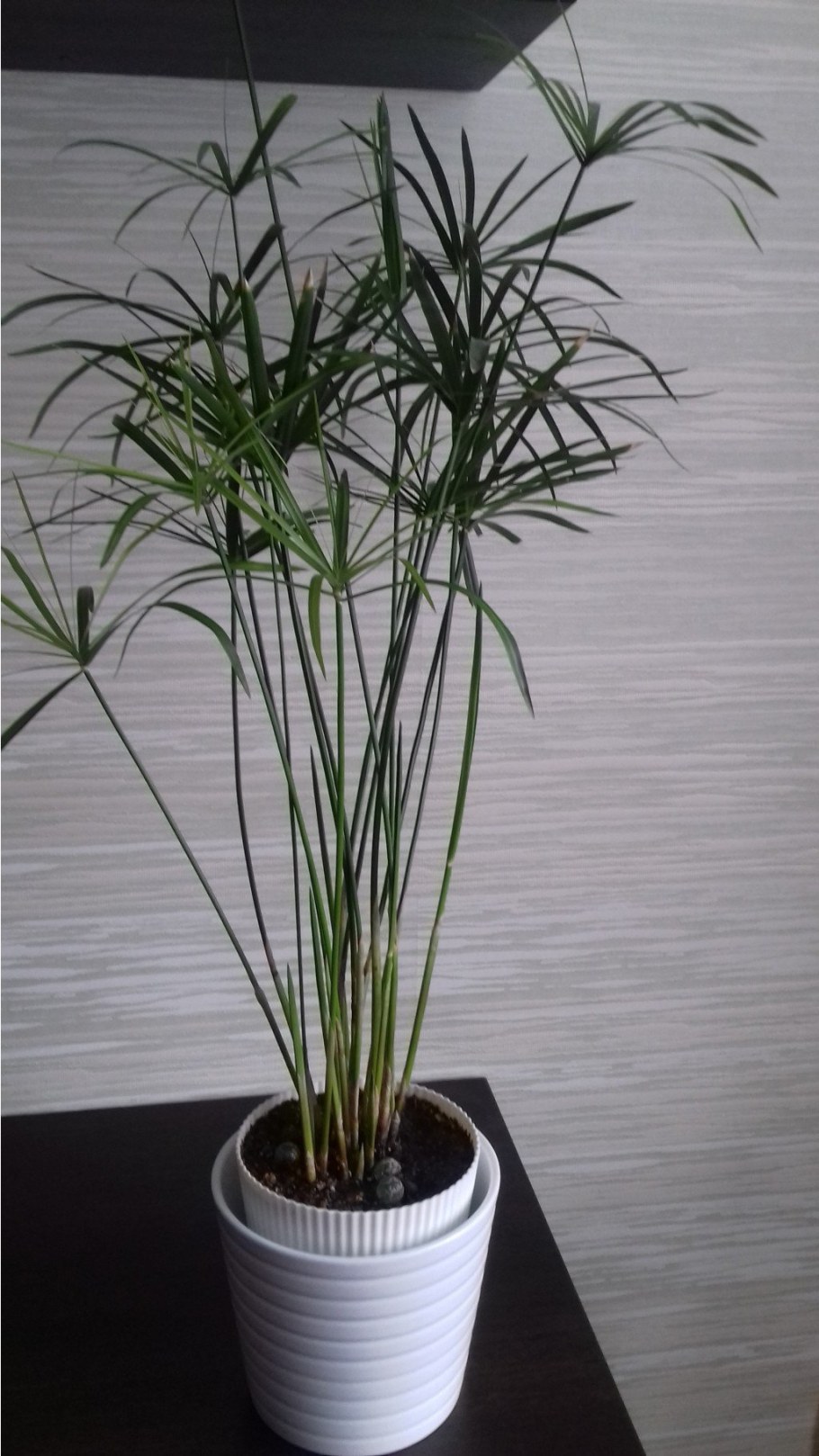 Циперус зумила