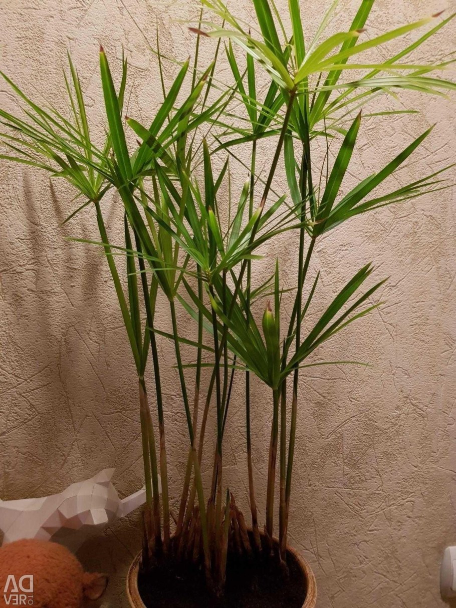 Циперус Зумула