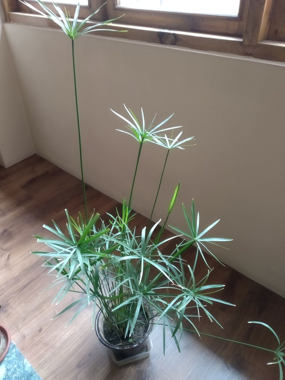 Циперус большой