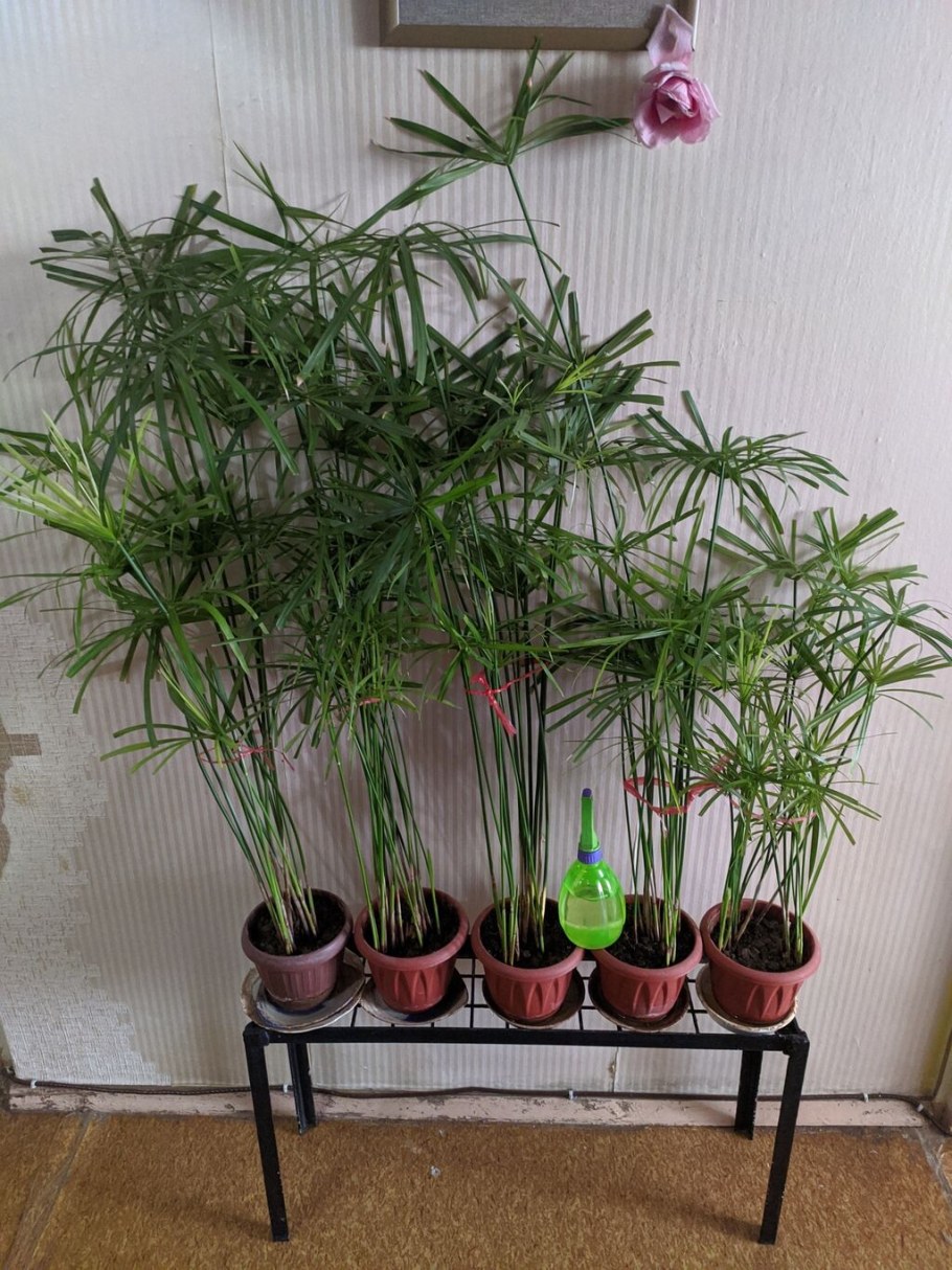 Циперус в большом горшке