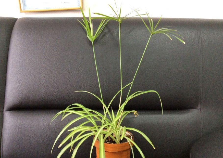 Циперус в декоре интерьера