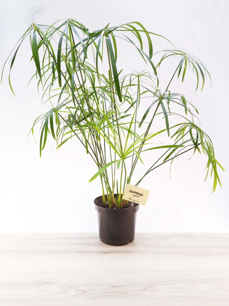 Цветы циперус фараон