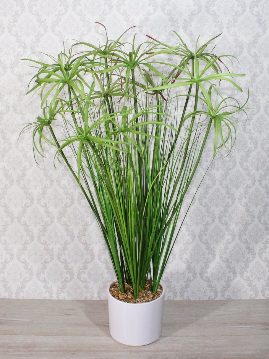 Циперус очереднолистный