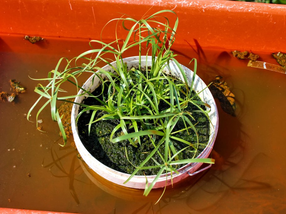 Грунт для циперуса