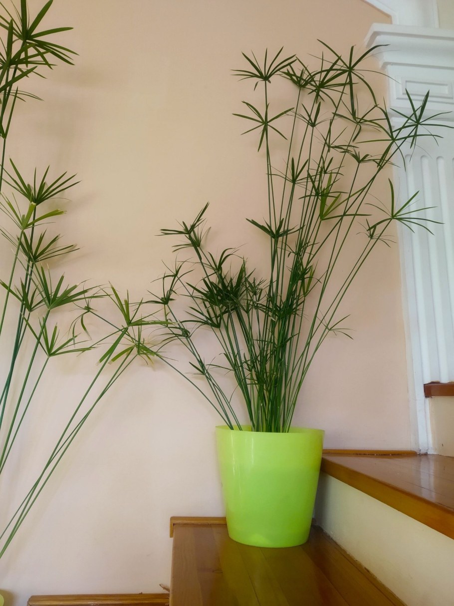 Циперус Папирус