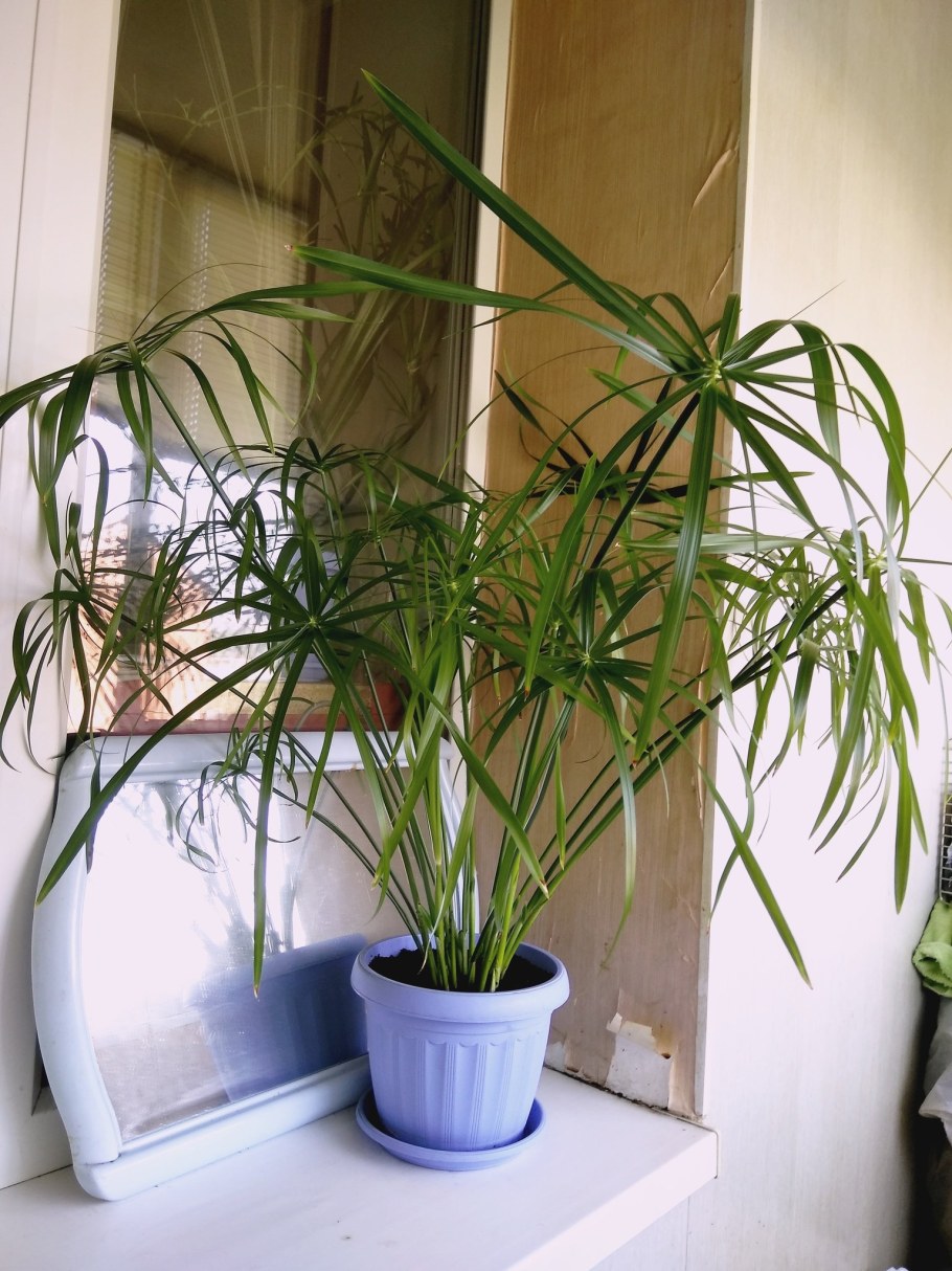 Циперус и хлорофитум