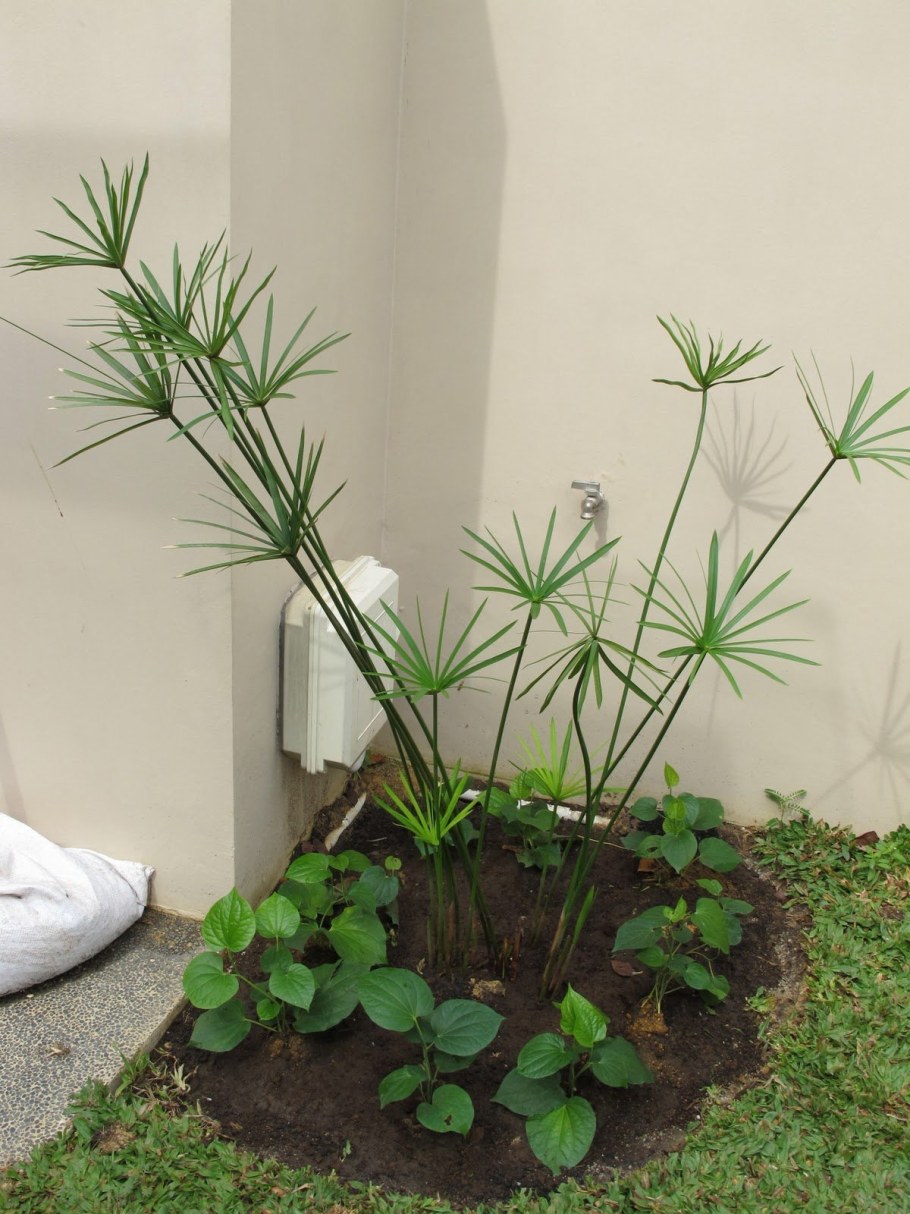 Циперус Зумула