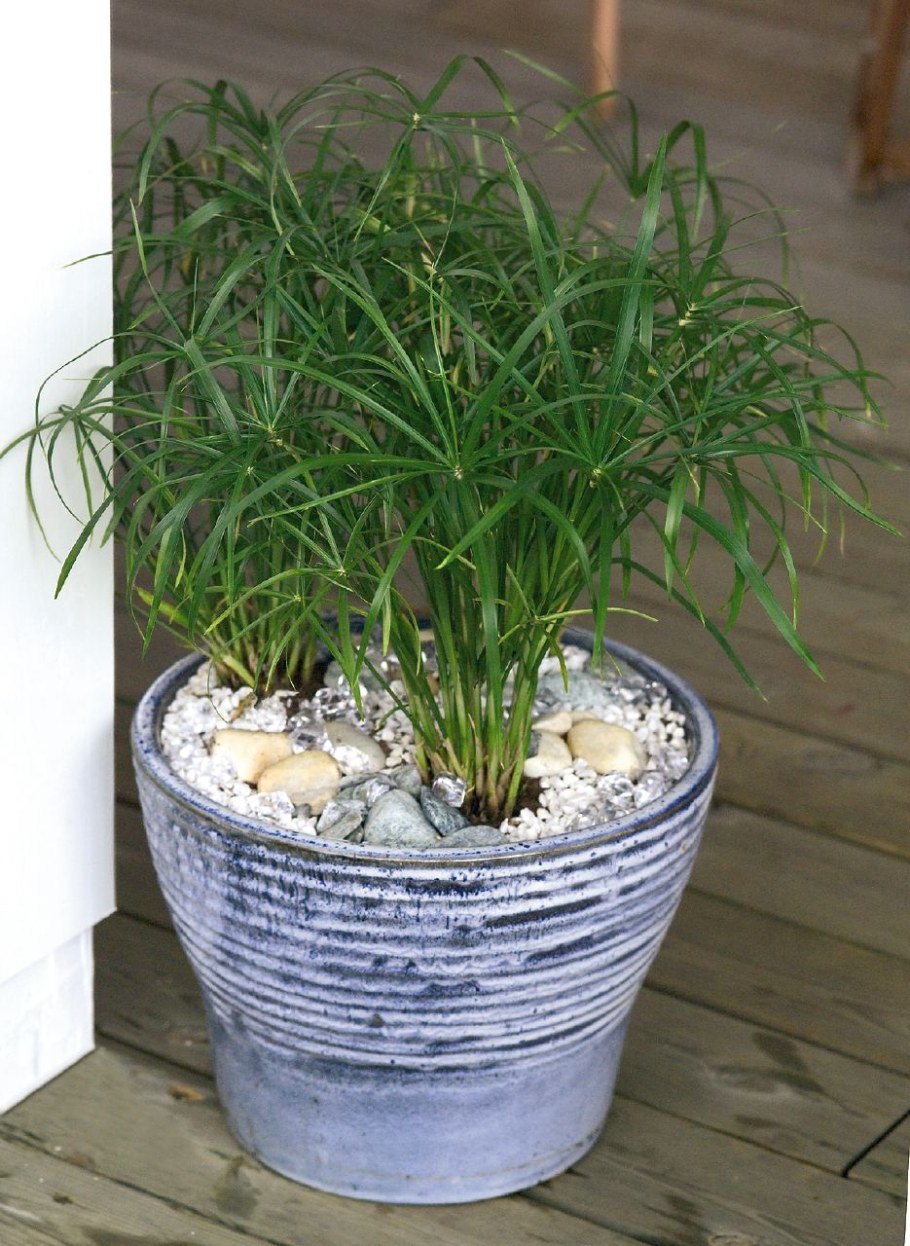 Циперус альтернифолиус