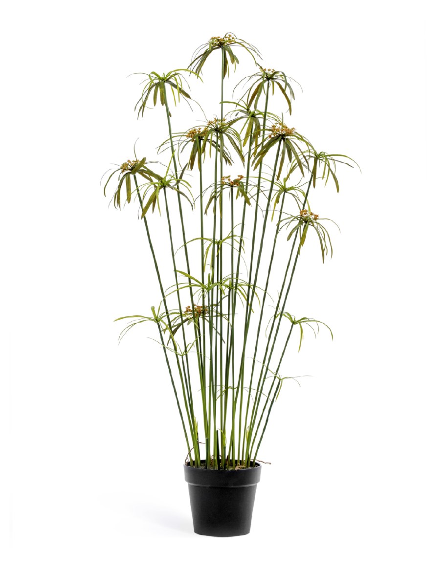 Папирус растение на белом фоне