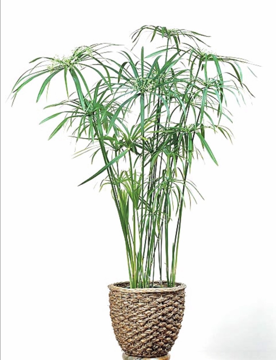 Цветок Пальма циперус