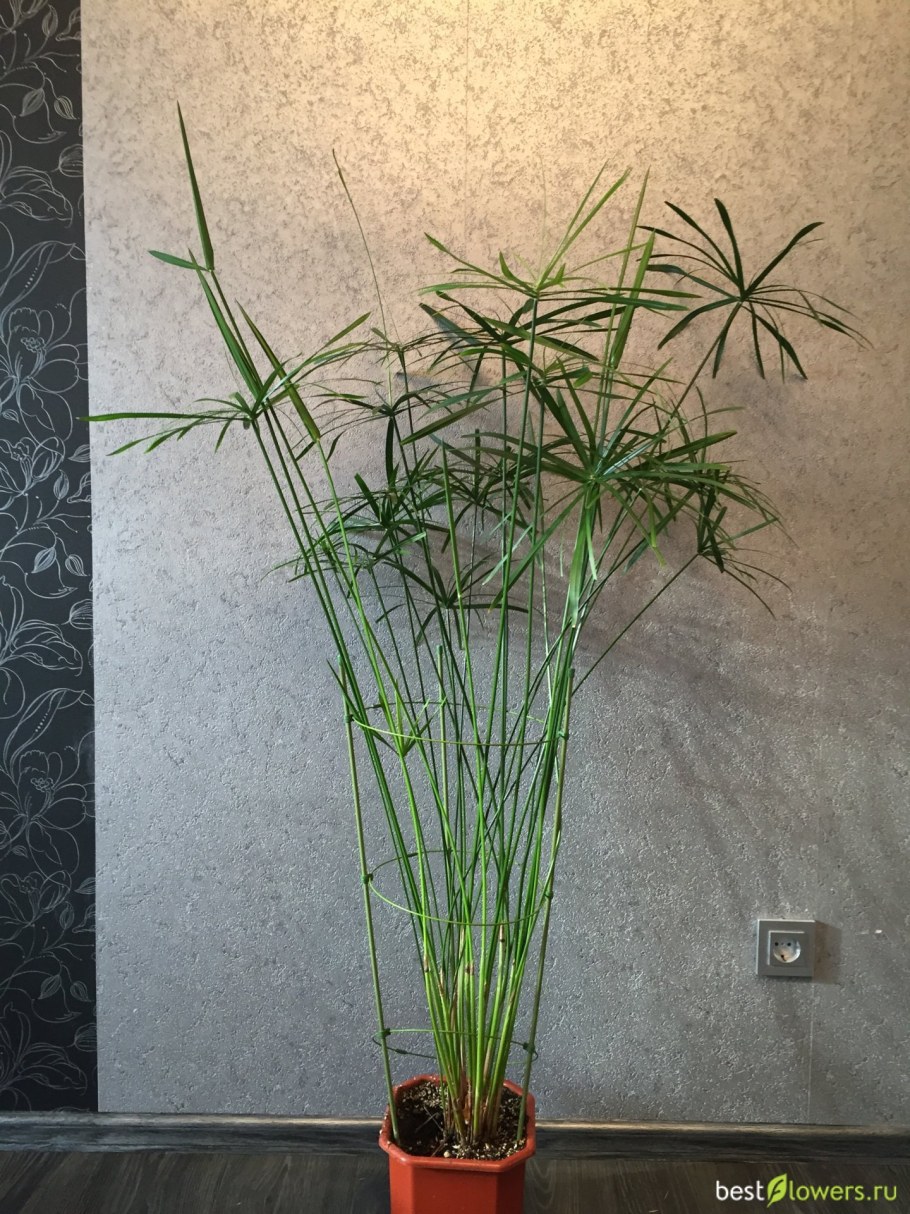 Циперус болотный