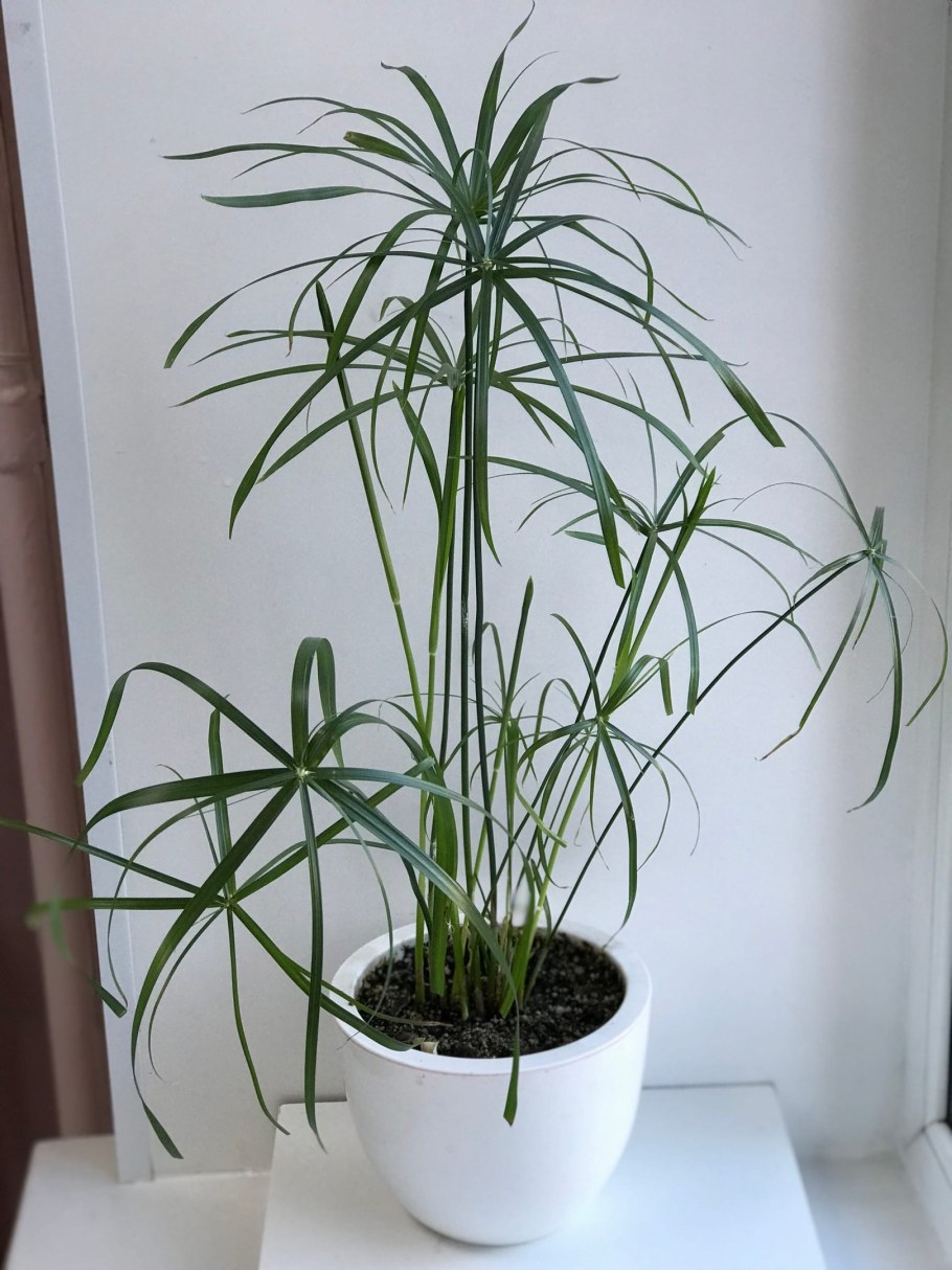 Кошачья Пальма циперус