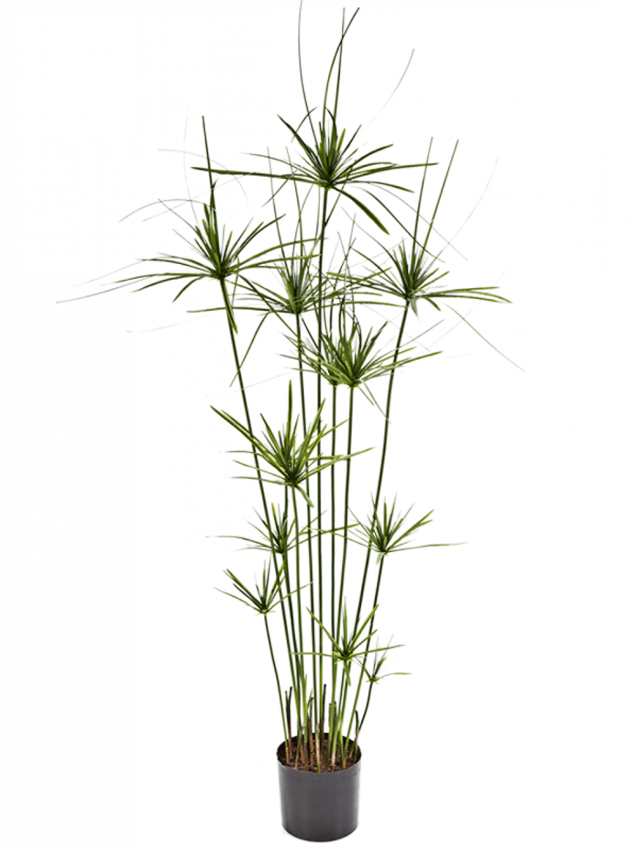 Циперус Папирус